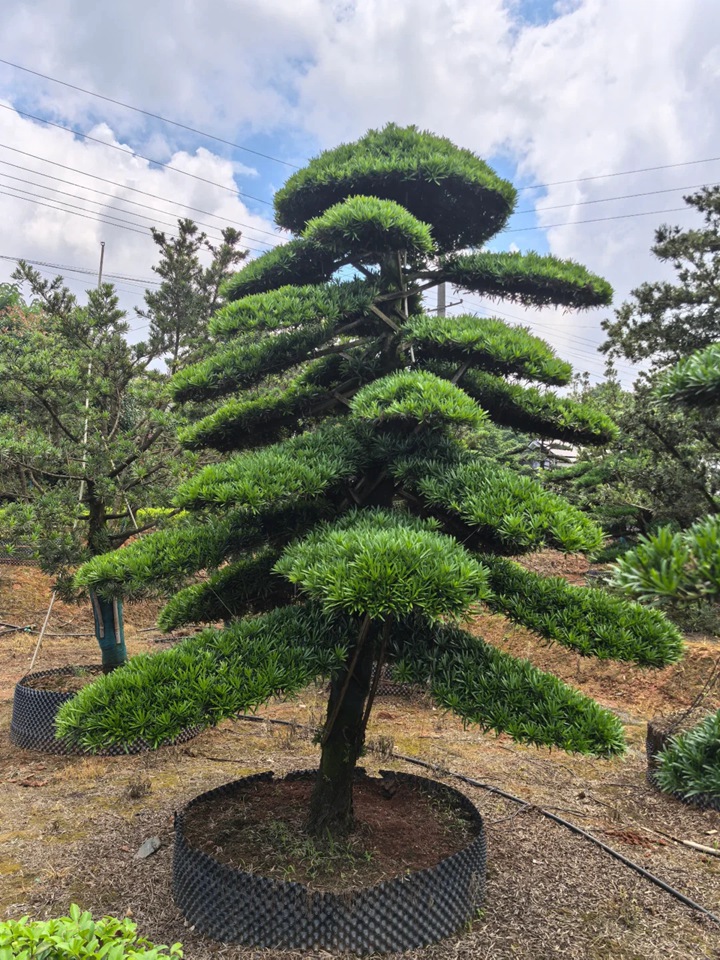 1752134687484821.jpg 罗汉松怎么养才能长得好