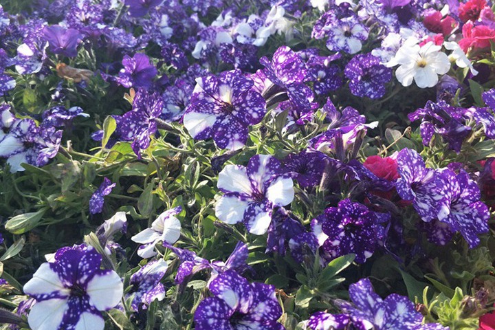 1752221334768752.jpg 牵牛花有毒吗
