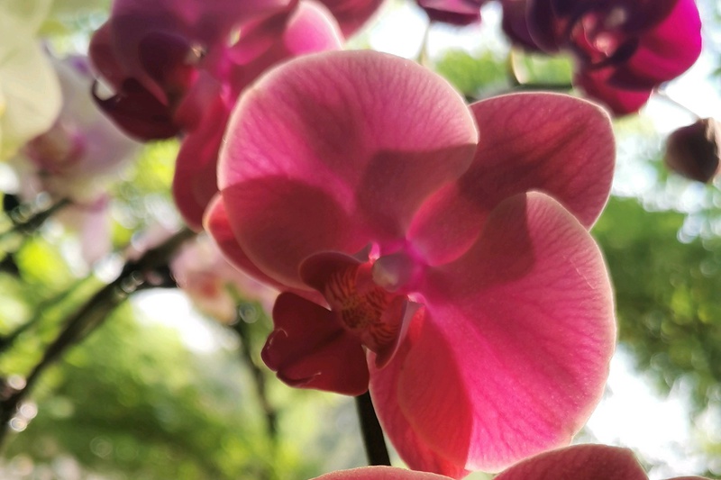 1752223155671663.jpg 蝴蝶兰的花语和寓意