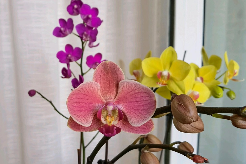 1752223159344016.jpg 蝴蝶兰的花语和寓意