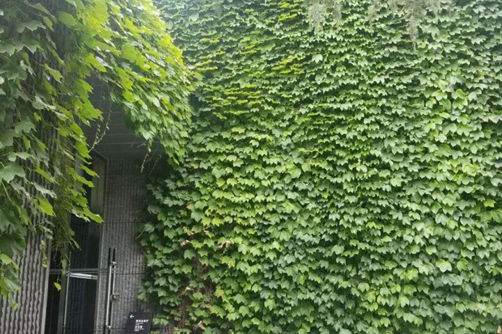 1752474790288651.jpg 爬山虎有毒吗