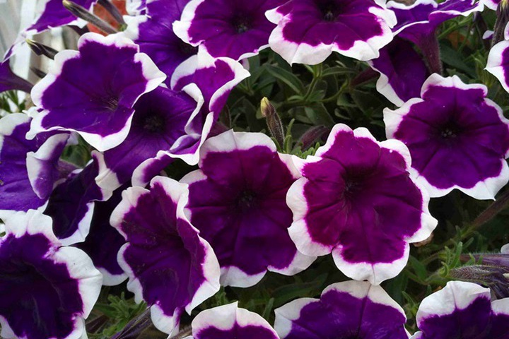 1752478255185045.jpg 牵牛花是什么颜色的