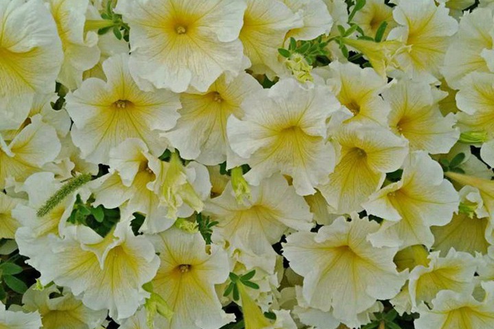 1752478255874915.jpg 牵牛花是什么颜色的