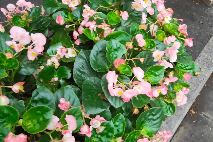 1752565919274317.jpg 四季海棠的花语和象征寓意
