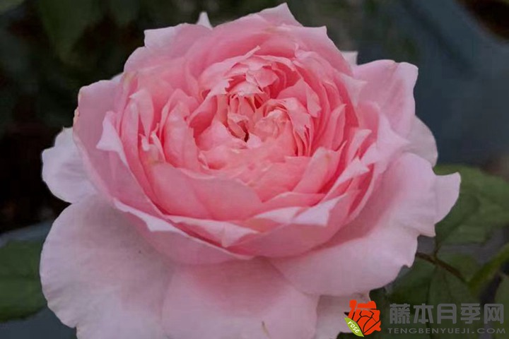 1752739307620796.jpg 月季花什么时候开花,一年开几次