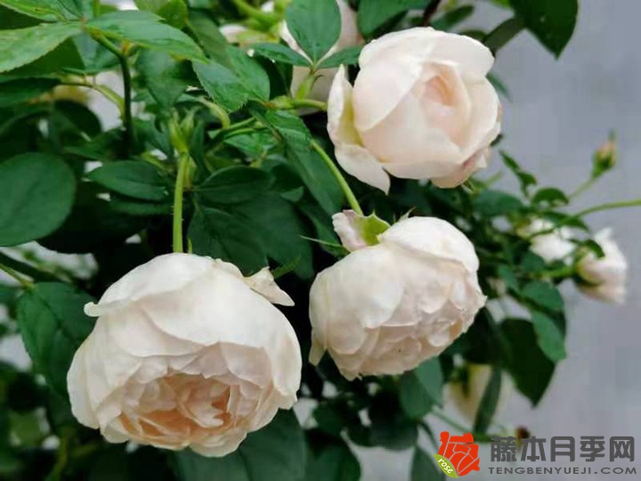 1752739307885161.jpg 月季花什么时候开花,一年开几次