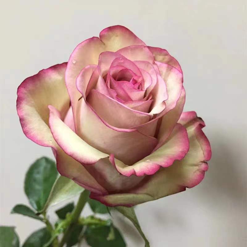 1752805249818482.jpg 红酒月季怎么样