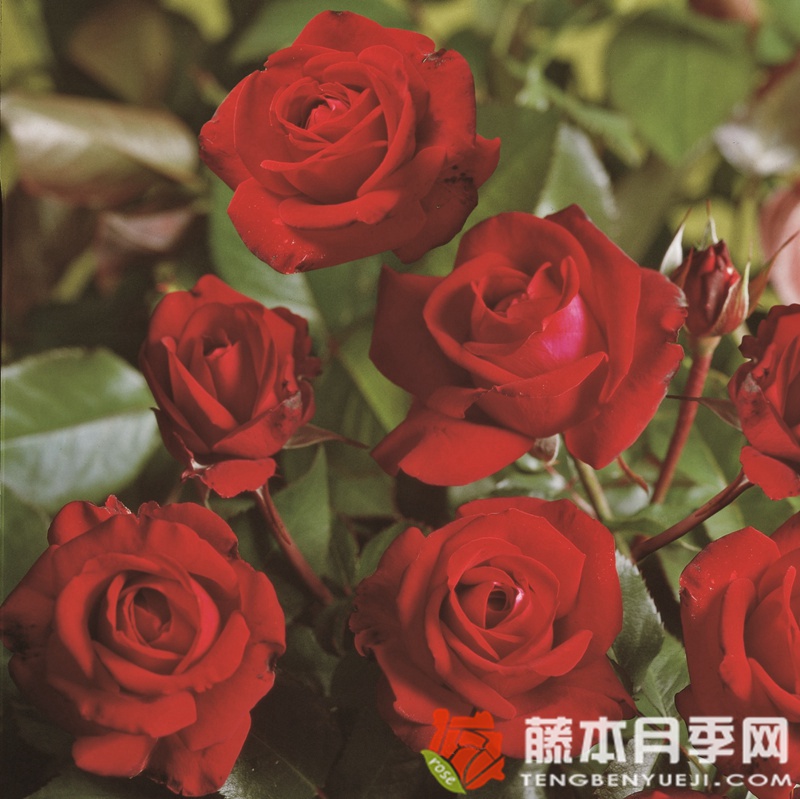 1752805297947215.jpg 红酒月季怎么样