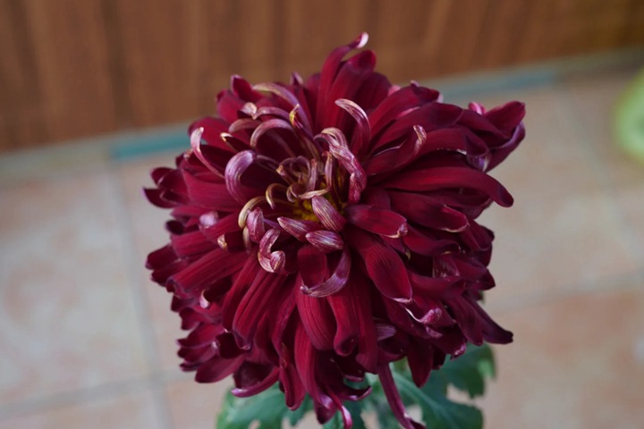 1752822114392192.jpg 墨菊是什么颜色,有哪些品种