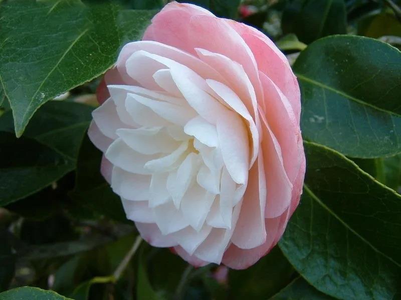 1752825042796763.jpg 冬天有什么花开(冬季耐寒花卉推荐)