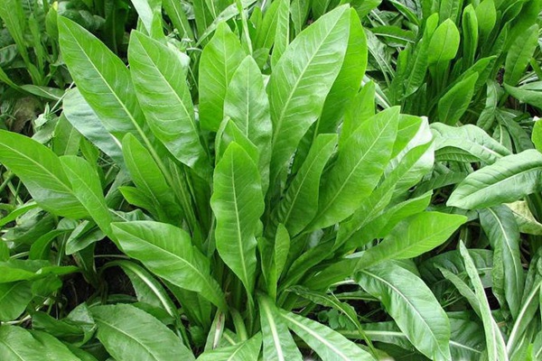 1752892365907089.jpg 黑龙江地区适合种植什么牧草