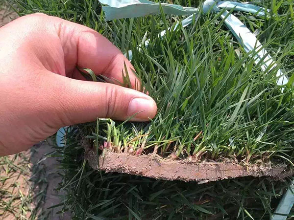 四季青草坪什么时候种植好