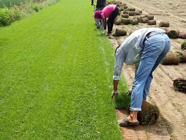 四季青草坪什么时候种植好