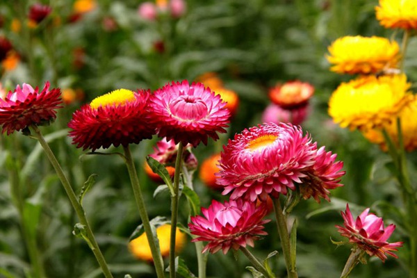 麦杆菊 麦杆菊种子播种几天发芽,多久开花