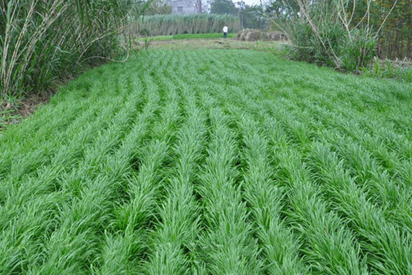 1753426050569811.jpg 黑龙江种植什么牧草合适