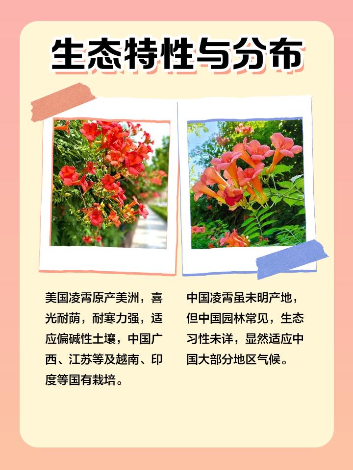 1753773691142156.jpeg 中国凌霄花与美国凌霄花有什么区别?