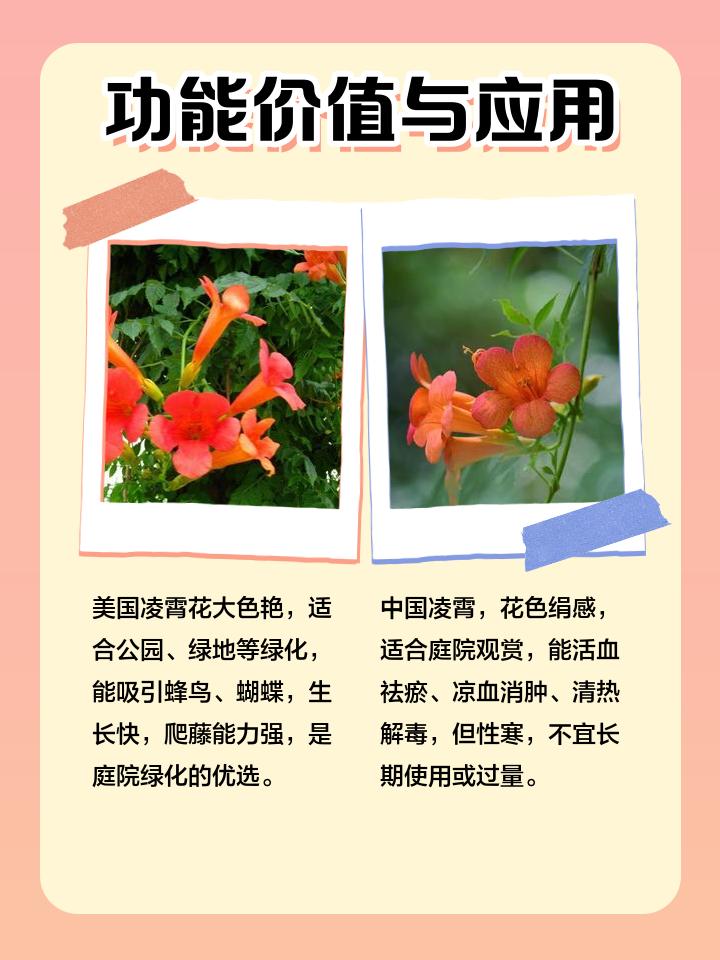 1753773691365901.jpeg 中国凌霄花与美国凌霄花有什么区别?