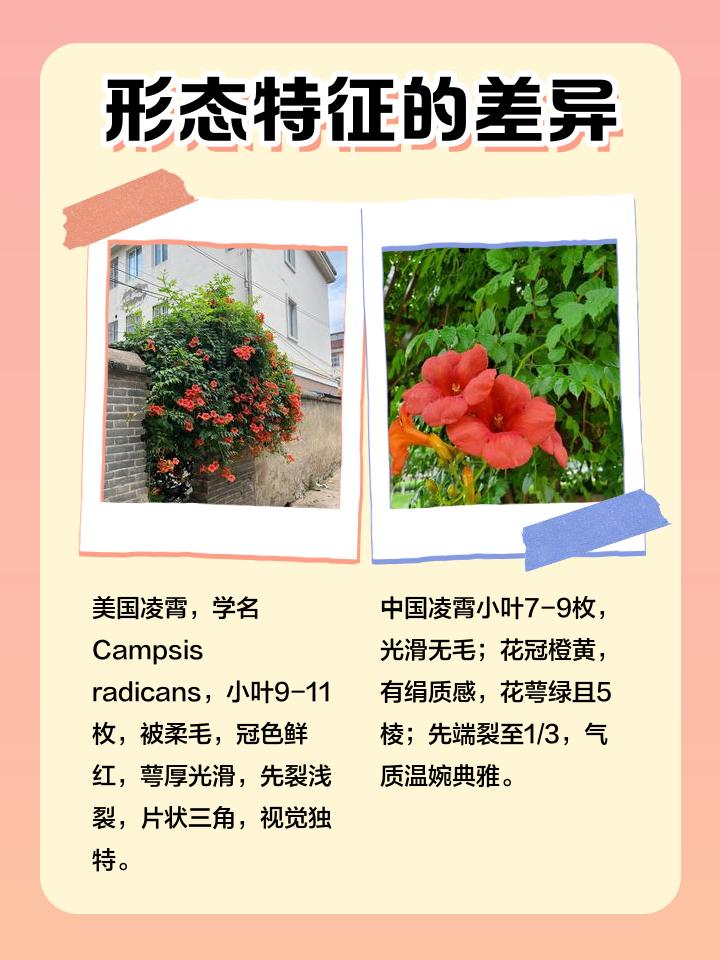 1753773691683981.jpeg 中国凌霄花与美国凌霄花有什么区别?