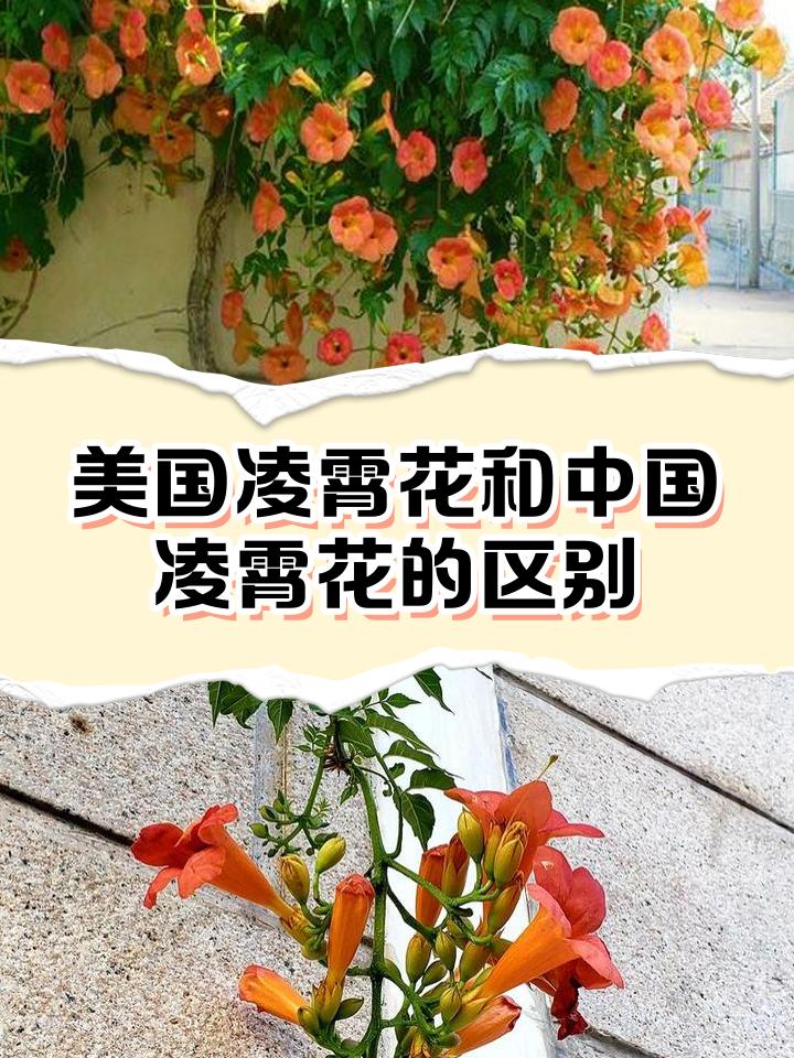 1753773691932539.jpeg 中国凌霄花与美国凌霄花有什么区别?