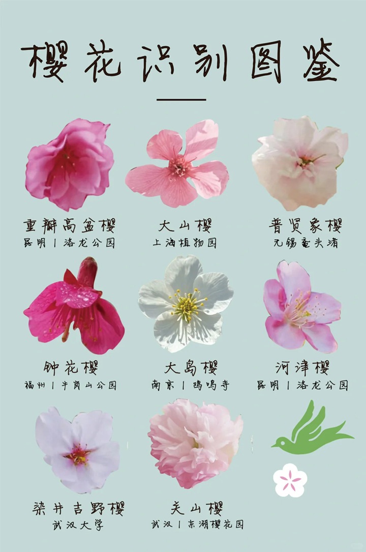 1753855854641394.jpg 粉色水蜜桃和日本樱花区别