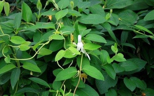1612577080427467.jpg 金银花种植与管理技术详解