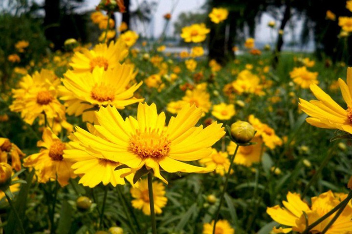 1754289350625796.jpg 黄菊花一般在什么时候开花?