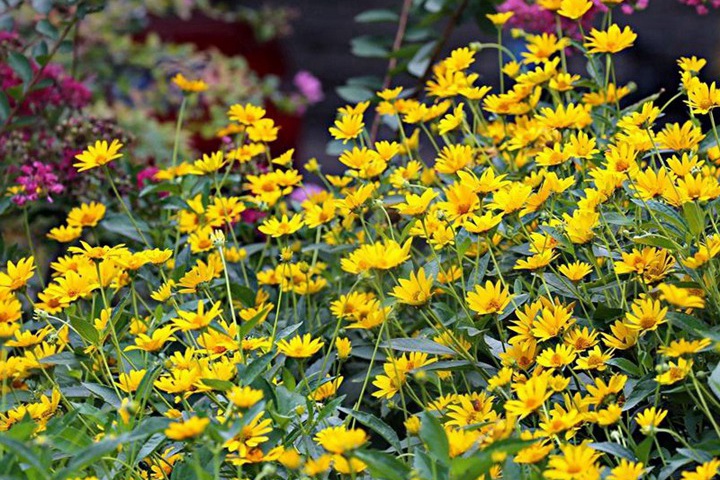 1754289362414632.jpg 黄菊花一般在什么时候开花?