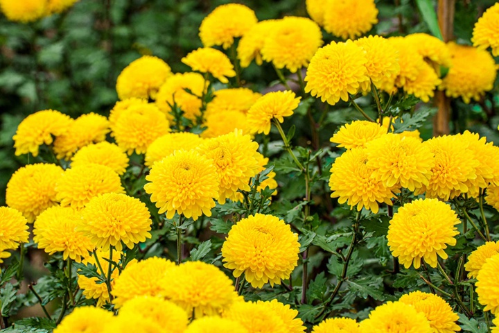 1754289522136376.jpg 黄菊花一般在什么时候开花?
