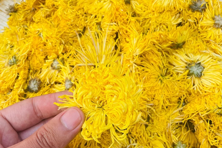 1754289530474262.jpg 黄菊花一般在什么时候开花?
