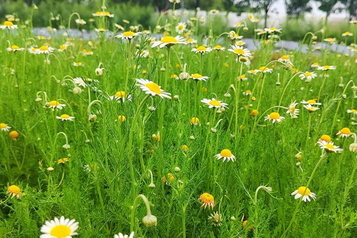 1754289538103931.jpg 黄菊花一般在什么时候开花?