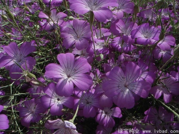 麦仙翁种子 麦仙翁什么时间播种,什么时候开花