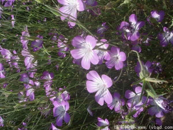 麦仙翁种子 麦仙翁什么时间播种,什么时候开花