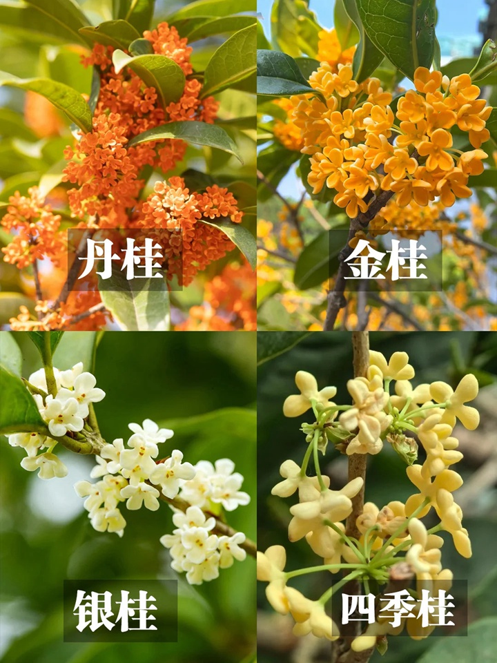 1756189437434431.jpg 桂花几月份开花