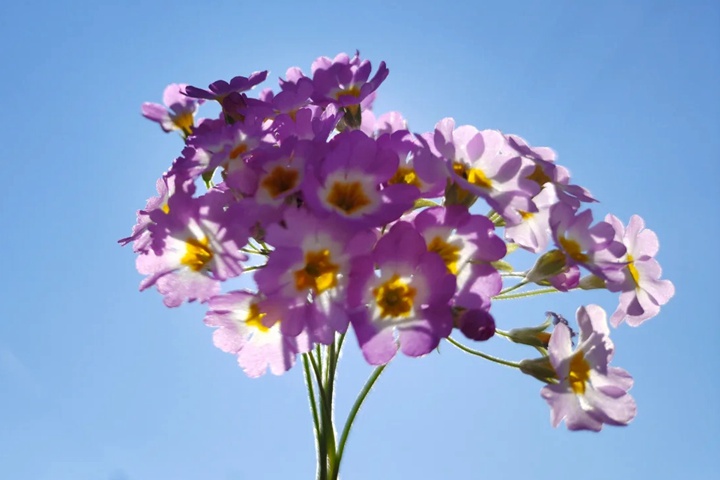 1756782788289691.jpg 樱花草的花语是什么