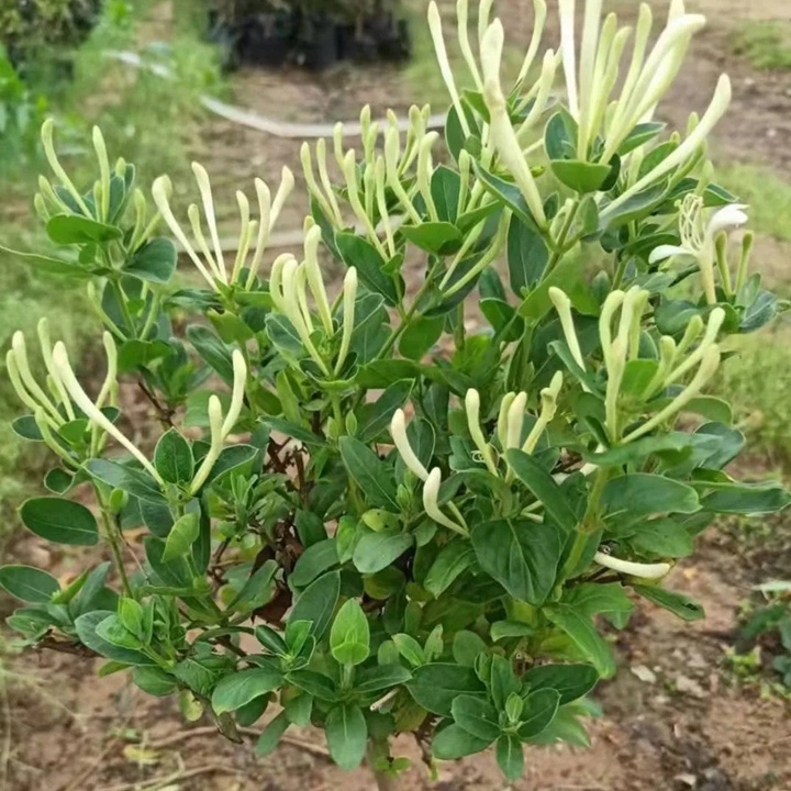 1756972917836803.jpg 四季金银花种植技术