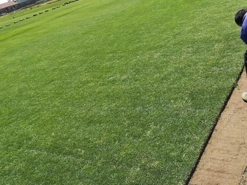 1757039625728810.jpg 别墅里面种植什么草坪好