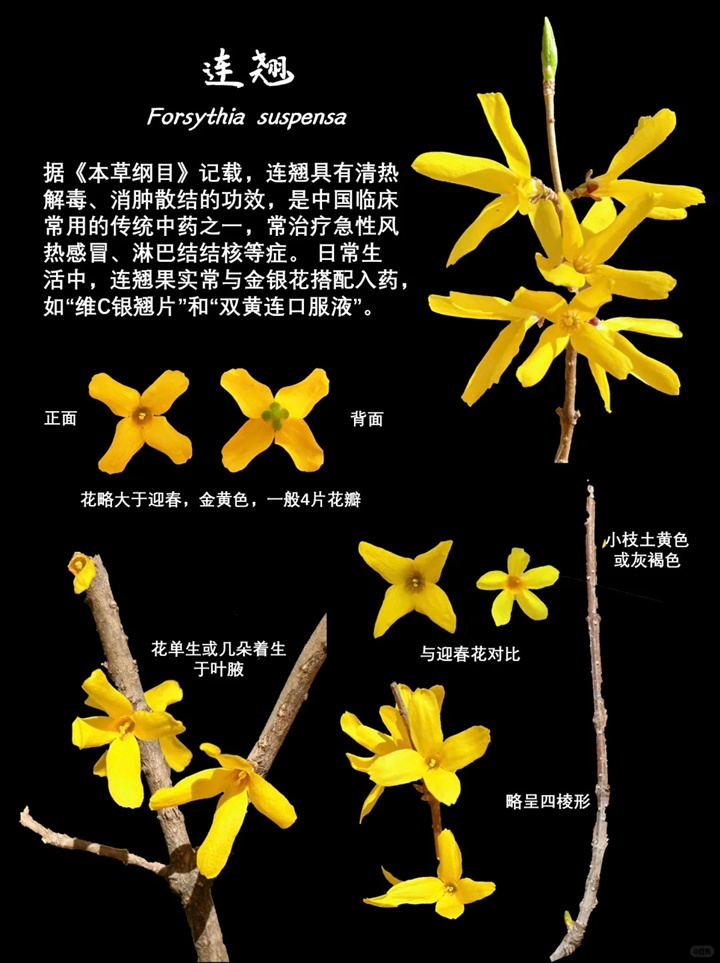 1757040892587980.jpg 迎春、连翘、金钟三种早春花卉的区别
