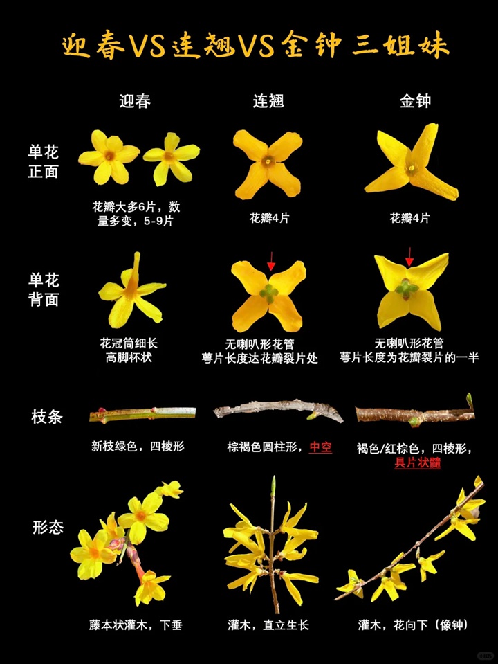 1757040892723353.jpg 迎春、连翘、金钟三种早春花卉的区别