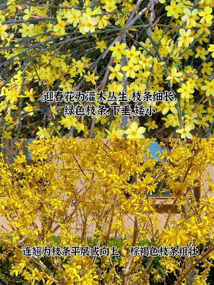1757040893884556.jpg 迎春、连翘、金钟三种早春花卉的区别