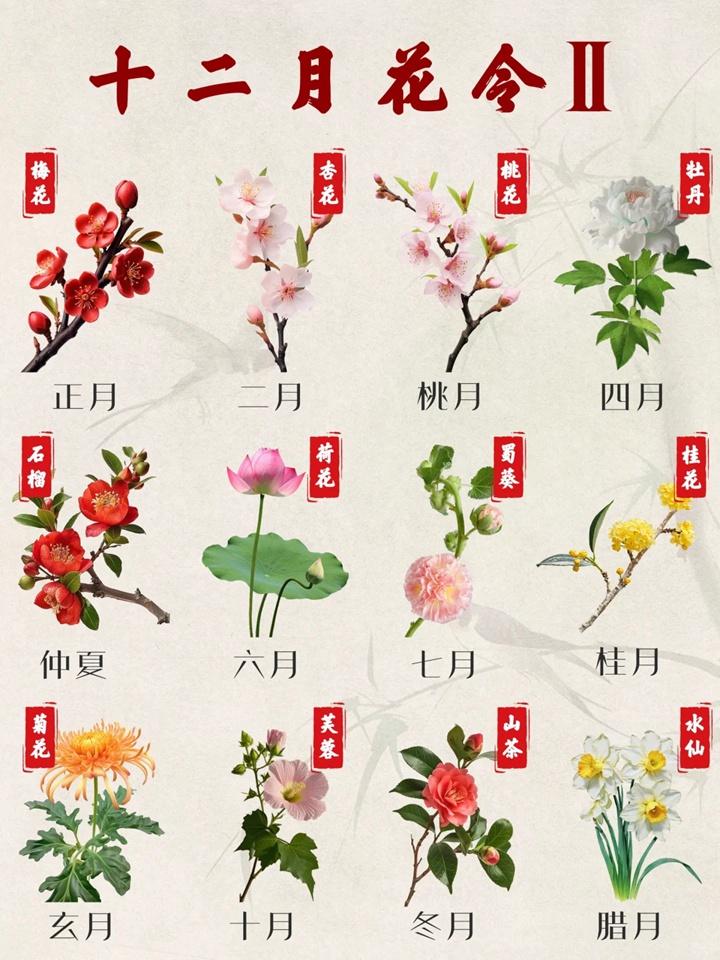 1757043451518756.jpg 一月到十二月的花是什么花