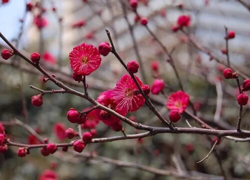 1757043516861862.jpg 一月到十二月的花是什么花