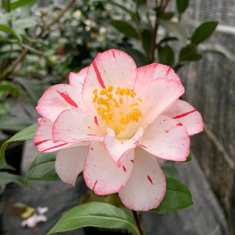 1757043660929365.jpg 一月到十二月的花是什么花