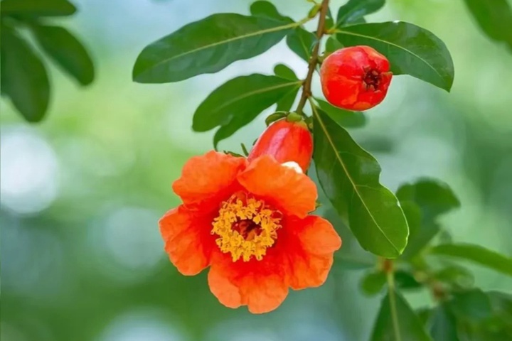 1757043727907576.jpg 一月到十二月的花是什么花