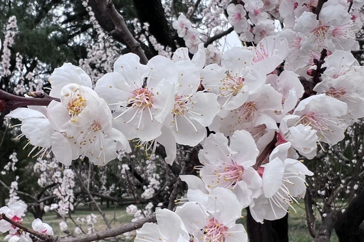 1757043762672334.jpg 一月到十二月的花是什么花