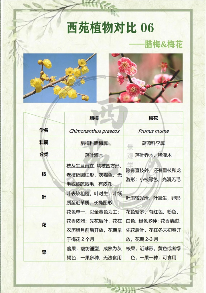 1757122902700720.jpg 腊梅与梅花有什么区别
