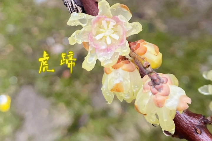 1757123910811362.jpg 馨口腊梅和虎蹄腊梅有什么区别