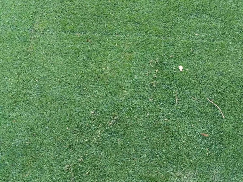 1757386126686951.jpg 剪股颖草坪的优缺点
