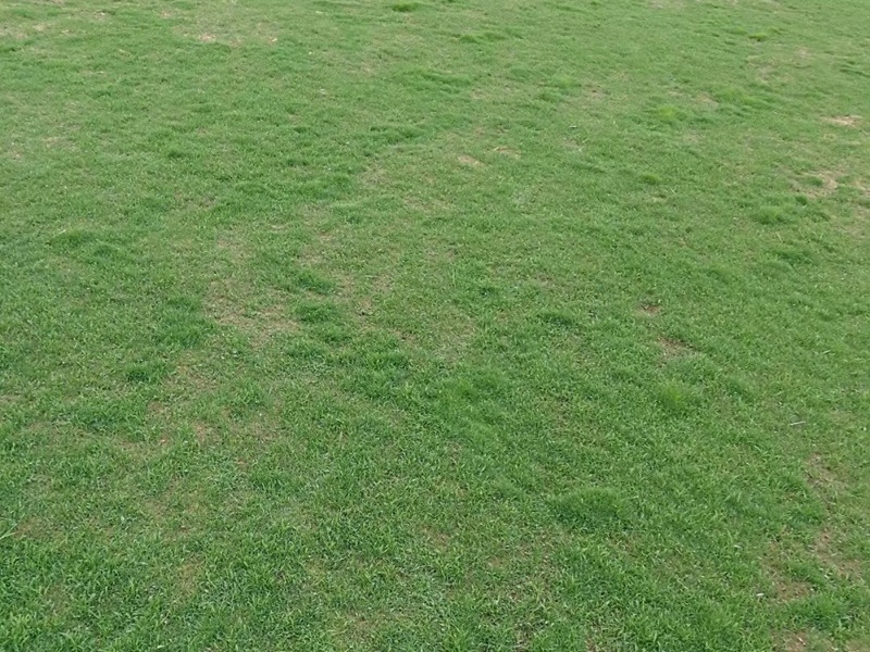 1757386126898717.jpg 剪股颖草坪的优缺点