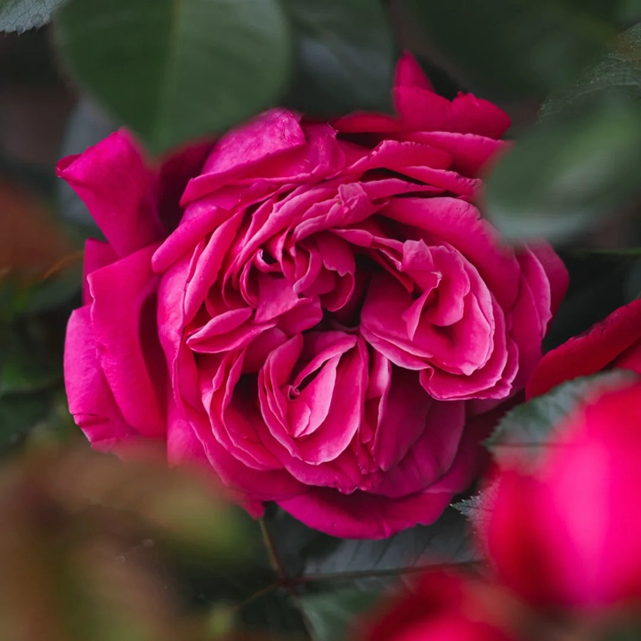 1757489630386162.jpg 红拂优雅Alaxandre Astier