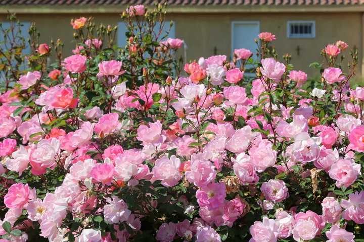 1757490105295124.jpg 瑶光玫迪兰Pink Chantilly